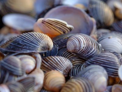 Corbicula fluminea © Karin