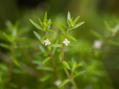 Crassula helmsii © iredding01