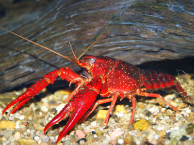 Pacifasctacus leniusculus © Alex Stemmer