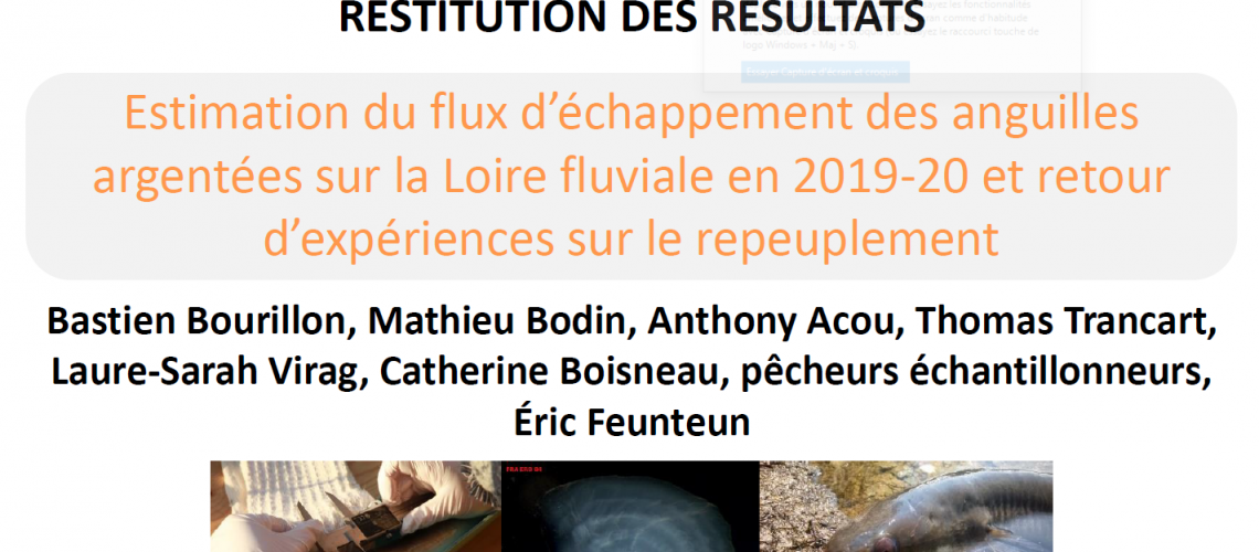 Suivi Anguille argentée Loire 2017-2020 par le MNHN