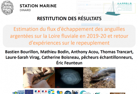 Suivi Anguille argentée Loire 2017-2020 par le MNHN