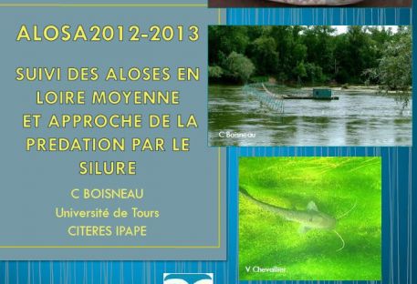 ALOSA 2012-2013 Université de Tours