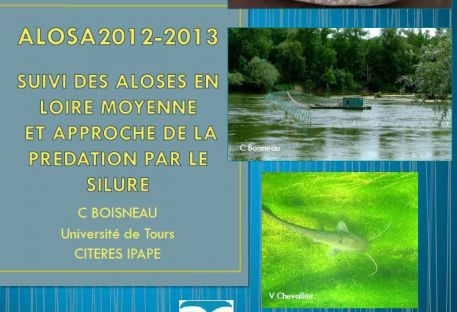 ALOSA 2012-2013 Université de Tours