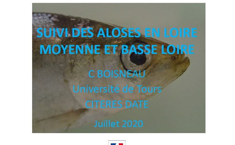 ALOSA 2018-2019 Université de Tours